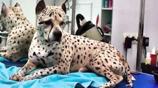 Quais as Raças de Cães mais Raras do Mundo?