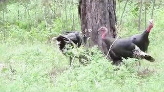 Porquê esses macacos Roubam filhotes de leão? Hábitos estranhos dos bichos!