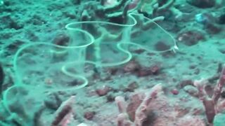 Criaturas mais Estranhas Encontradas no Mar