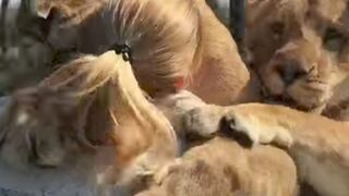 Lions love a female, animal video, Lion video, amazing lion video, funny video, inspirational moment for a mother