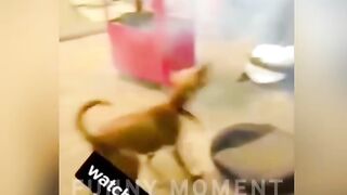 Funny-Animals-Top-50-Viral-Videos