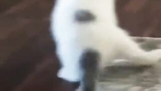Animal video, amazing animal tik tok video, funny animals, funny cat reaction, pet animal video, don't try to laugh,