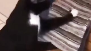Funny Cat ???? ???? Complications #Cute Pites ???????? Part 15