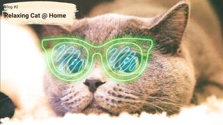 Funny cat behavior