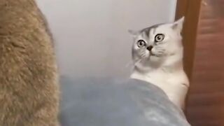 Funny cat part 1