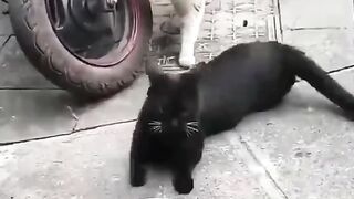 Funny cat part 2 kucing kucingan