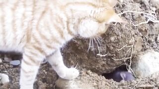 Beryl 89 Funny cat part 3 kucing lucu