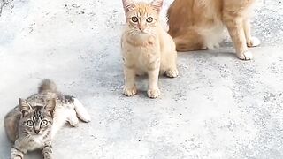 Meoww