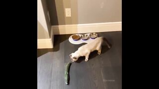 Funniest-Animals best video.
