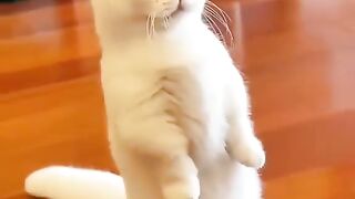 funny cat