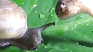 Watch snakes eat snails