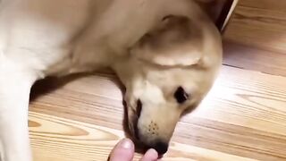 Funniest Animals ???? - Best Of The 2020