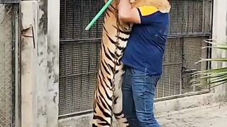 Hug with big tiger,animal video,animaltiktokvideo,Tigeranimalvideo,funnytigervideo amazing tiger video,dangerous tiger video,wild animals video,
