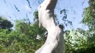 Do you recognize this bird?