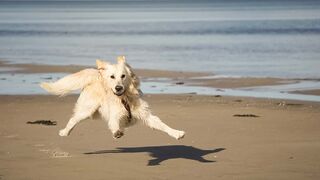 Funniest Animals Video - Funny Dogs And Cats - Try Not To Laugh Animals 2022
