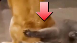 ???Dogs and Cats Funny Videos? Funny Videos with Cats and Dogs