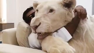 Dubai ???????? King ???? Sheikh Nawab With White Tiger ???? Lion ???? White Tiger ???? #Dubai#shorts- wildlife, dangerous tiger, funny animal video,