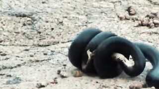 snakes eat snakes