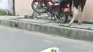 Funny cow