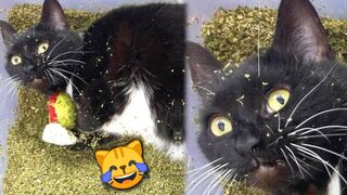 Funny Cats React to Catnip 2021 TikTok Compilation ???? | Cat 2021 | JoysPets 3