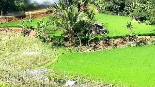 beautiful views of green rice fields