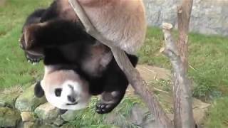 Pandas trying to make themselves extinct - Funny fails compilation 2