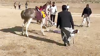 Horse riding funny Video