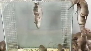 Some innocent person has trapped all the rats in such a place Now not even giving way out