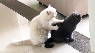 Cat giving a massage