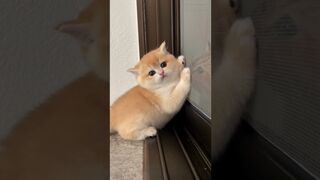 Cute Cats & Funny Cats ???????????????? #cats #shorts #viral #pets #mmvcats