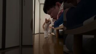 Cute Cats & Funny Cats ???????????????? #cats #shorts #viral #pets #mmvcats 2