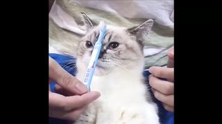Funny Cats Compilation 2017