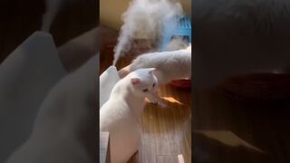 Funny Cats Compilation ???? #shorts #cat #funnycats #pets