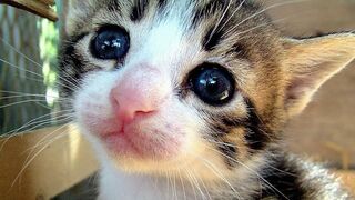 Funny Cats Compilation [Most See] Funny Cat Videos Ever Part 1 ????????????