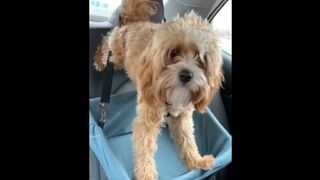 Funniest Dog videos compilation ????will make you LOL | FUNNY DOG videos