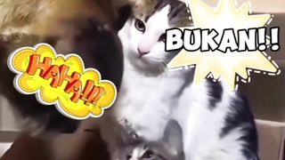 Mother Cat is Worried about Kitten Playing with Doggy