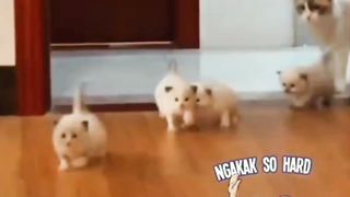 Mother Cat is Confused Seeing Kittens Following Mommy
