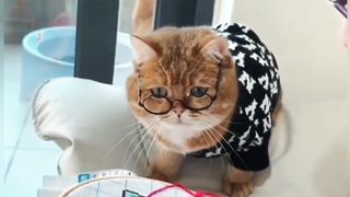 Funny Cat Expressions