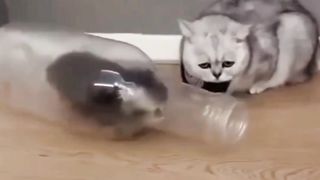 Mother Cat is Confused Seeing that Kitten Can Get into the Bottle