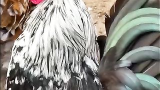 Beautiful sounds of roosters
