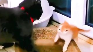 Brave Kitten Fights Gray Cat