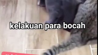The Hilarious Behavior of the Mischievous Ash Cat and the Striped Cat