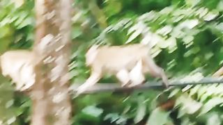 Monyet jalan di atas kabel