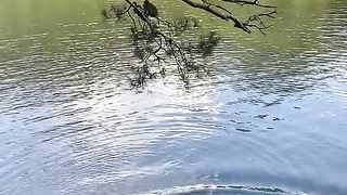 freshly bathed in the river from the tree branches