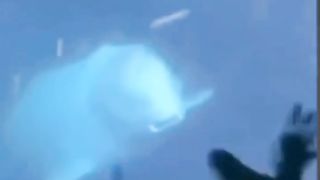 Delfin helps human