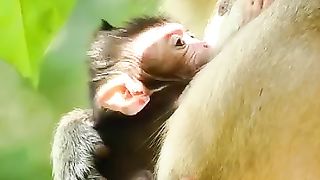How cute baby monkey