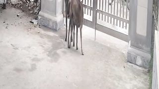 Dog   style