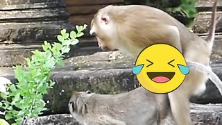 monkey  love