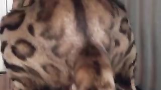 Cats love 6