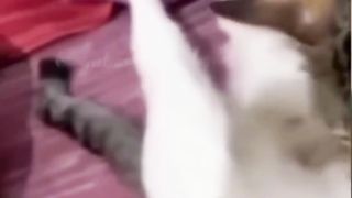 Kitten does not get to breastfeed